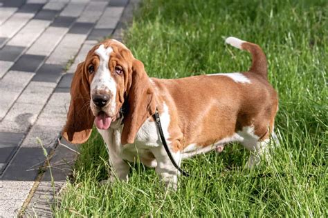 How Much Does A Basset Hound Cost 2024 Price Guide