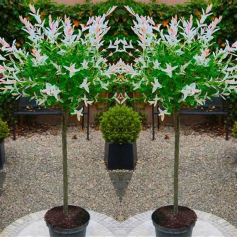 Pair Of Standard Topiary Trees Salix Flamingo With Large Flared