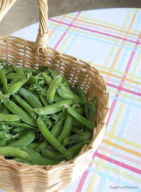 Even young plants will be hearty enough to survive one or two minor frosts in the interim. Gardening Guide, Growing Sugar Snap Peas