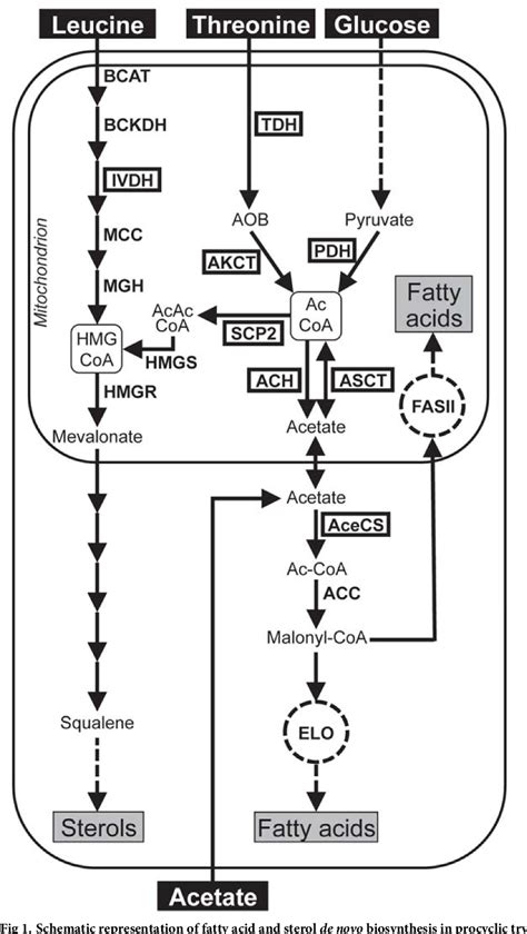 figure 1 from de novo biosynthesis of sterols and fatty acids in the trypanosoma brucei