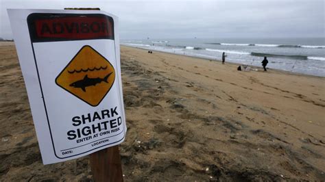 Great White Sharks Spotted Off 2 Orange County Beaches Swimmers Warned To Stay Out Of Water Ktla