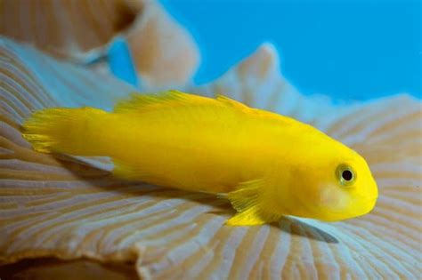Yellow Clown Goby Blue Tang Clownfish And Angelfish For Sale Online