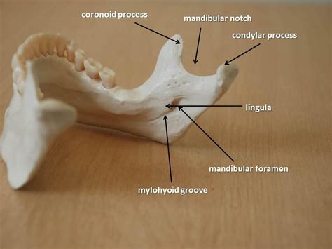 Anatomy Of The Mandible Mandibular Notch Condylar Process Lingula