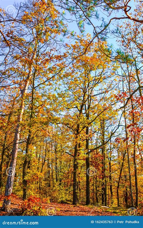 Vertical Photography Of The Autumn Trees With Colorful Fall Leaves