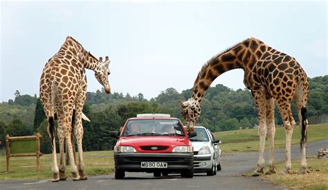 Filegiraffes At West Midlands Safari Park Wikipedia