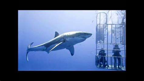 Biggest Great White Sharks Ever Caught On Camera Youtube