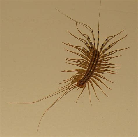 Tiny Baby House Centipede Lupe Huynh