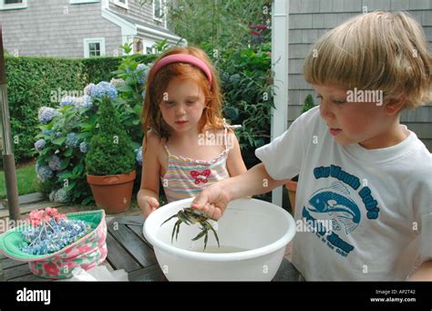 Kids Playing With A Captured Blue Crab On Nantucket Island Cape Cod