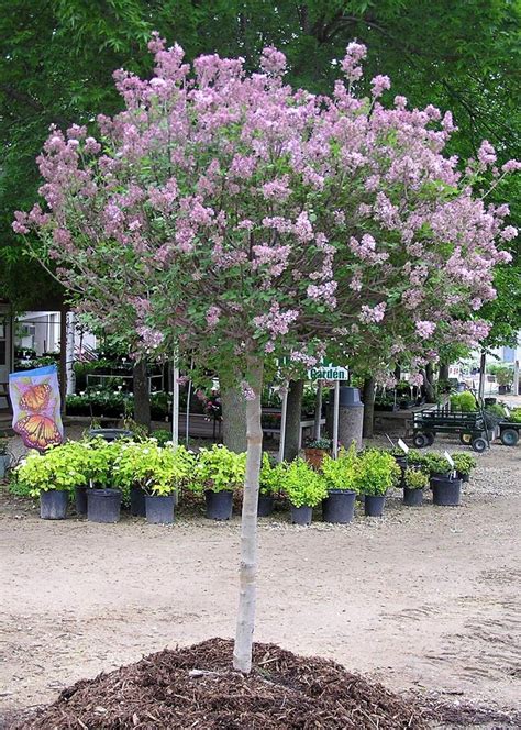 A flowering pear is an ornamental tree with white flowers that blooms in the spring. Dwarf Koren Lilac - Tree Form - Knecht's Nurseries ...