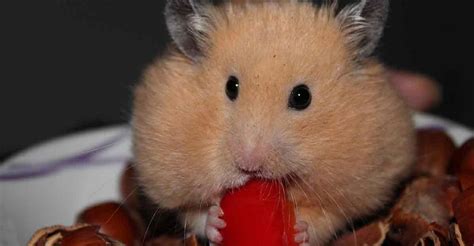 Revealing The Purpose Of Cheek Pouches In Hamsters
