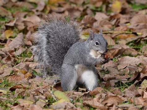 Western Grey Squirrel Western Grey Squirrel Sciurus Grise Flickr