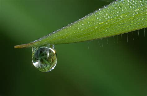 Online Crop Photography Of A Water Drop In Green Leaf Hd Wallpaper