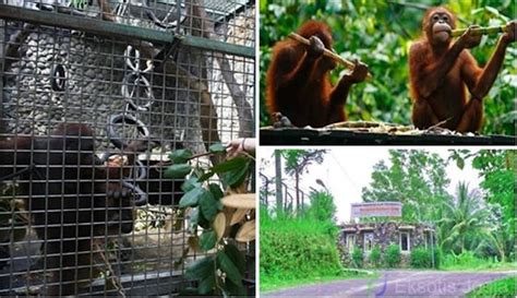 Wisata Edukasi Taman Satwa Wildlife Rescue Center Kulon Progo Eksotis Jogja