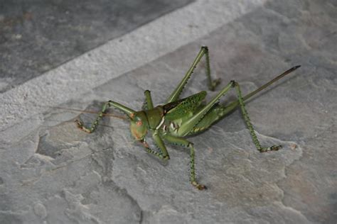 Gigantic Texas Grasshopper Neobarrettia Spinosa Bugguide