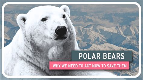 Polar Bears The Biggest And Most Ferocious Predators On Earth Youtube