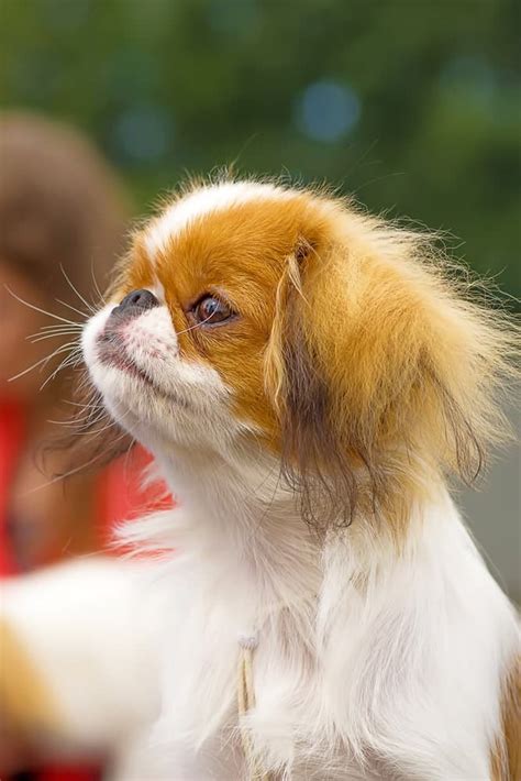 Red Japanese Chin Puppies