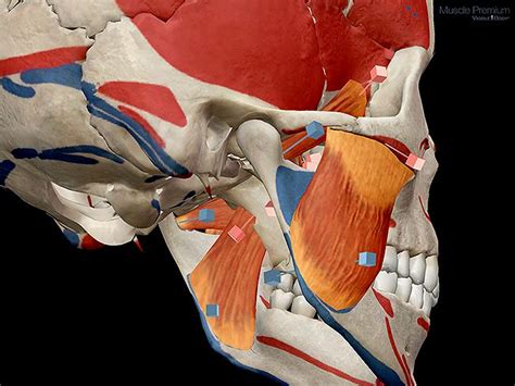 zygomaticus origin and insertion Google 검색 Muscle anatomy Anatomy