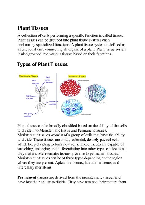 Plant Tissues Botany Plant Tissues A Collection Of Cells Performing