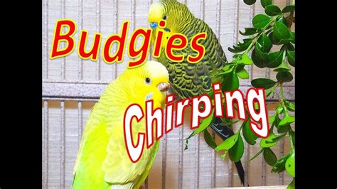 Happy Summer Budgies Songs For Your Budgies To Sing Along 18 Hr