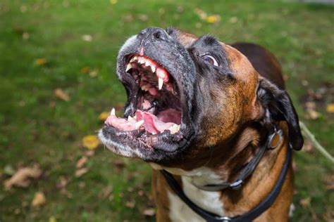 Boxer Dog Teeth Everything Youve Ever Wanted To Know A Z Animals