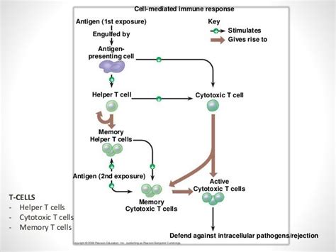 Principles Of Organ Transplant And Renal Transplant