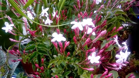 Pink Jasmine In Bloom Jasminum Polyanthum Youtube