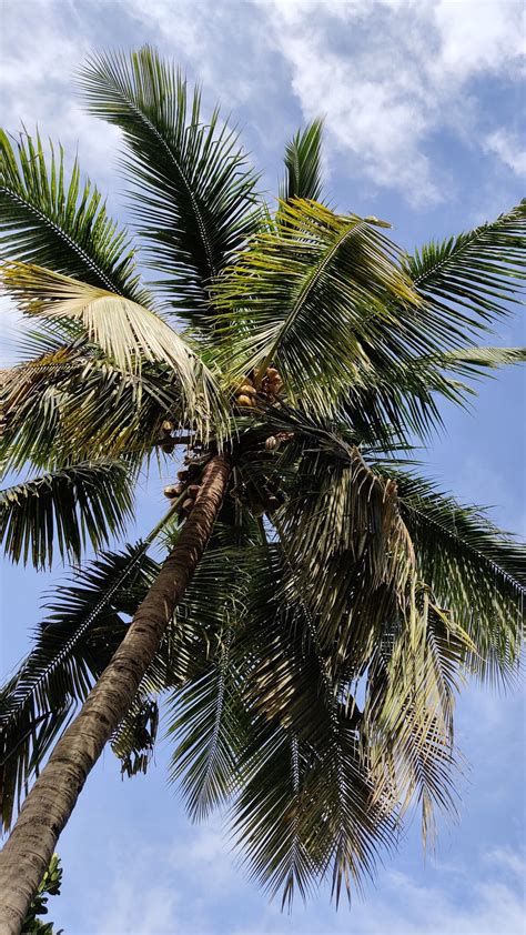 Download Wallpaper 1080x1920 Palm Branches Bottom View Leaves