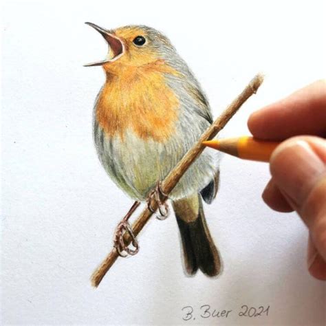 20 Bird Drawing Ideas And References Beautiful Dawn Designs