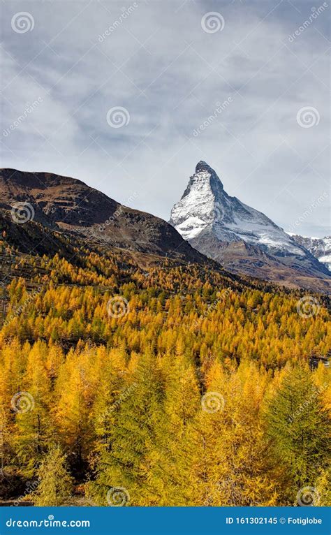 Beautiful View Across Yellow Larch Forest Towards Matterhorn In Autumn