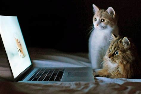 We did not find results for: Funny Laptop Backgrounds ·① WallpaperTag