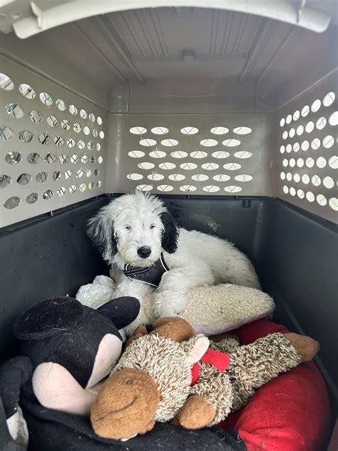 Gallery — Hilo Holiday Pet Hotel