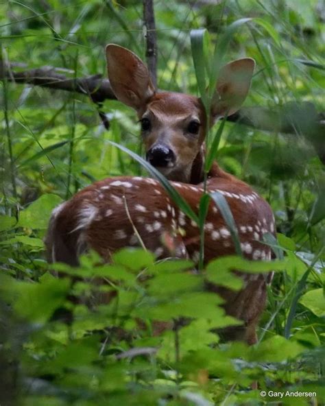 Whitetail Fawn By Bowman01