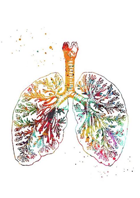Anatomical Lungs By Erzebet S Lungs Art Anatomy Art Medical Art