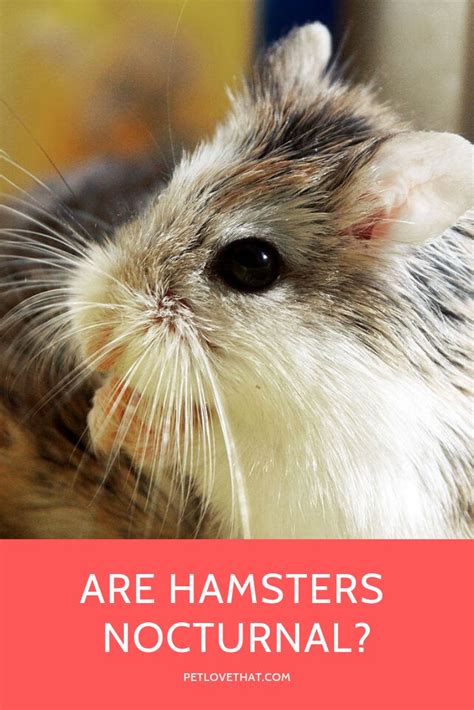 Are Hamsters Nocturnal Hamster Pets Hamster Care