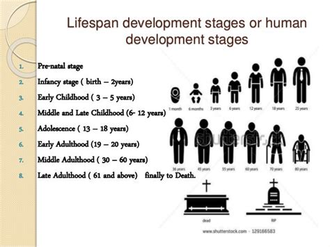 The germinal stage of development is the first and shortest of the stages of the human lifespan. HUMAN DEVELOPMENTAL STAGES | Sutori