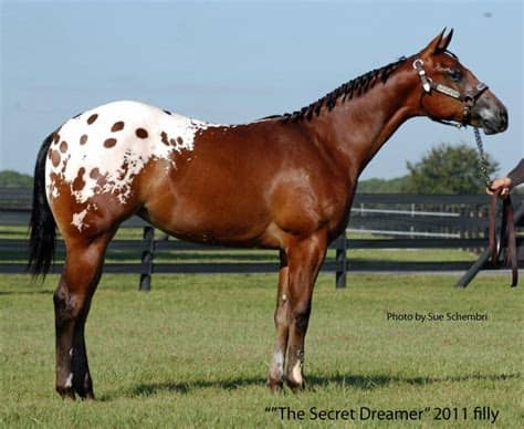 TWENTYFOURKARATCHIP "TATE" and show horses - Dream Quarter ...
