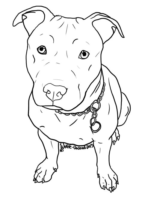 American Pit Bull Terrier Puppy Drawing Pitbull Png Download 640