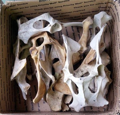 Assorted Real Deer Bones Nature Cleaned Roadkill Vertebrae Etsy
