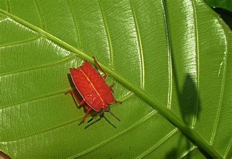 What can bed bugs do to me? Rats poison and dogs, organic box elder beetle control