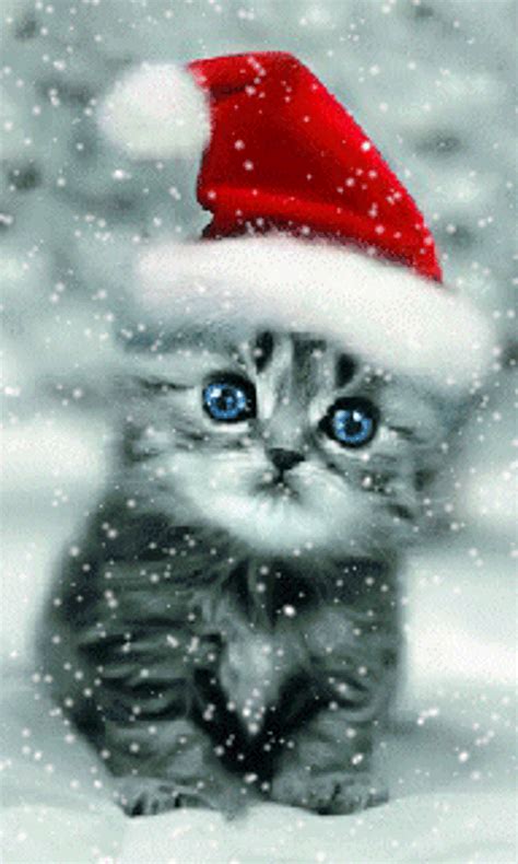 Explore And Share Cats In Winter Wallpaper Free 480x800 Winter Cat