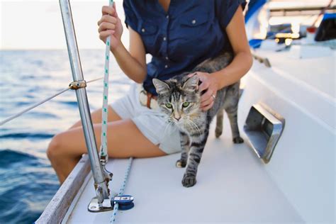 If you can say one thing about new zealand weather is that it's inconsistent. A guide to boating with cats - Adventure Cats