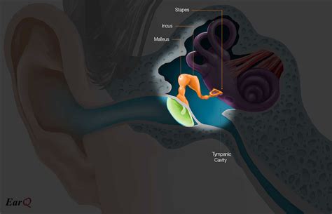 Middle Ear Surface Anatomy