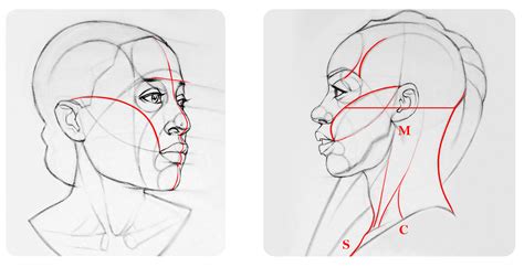 Proportions And Rhythms Of The Head Drawing Course