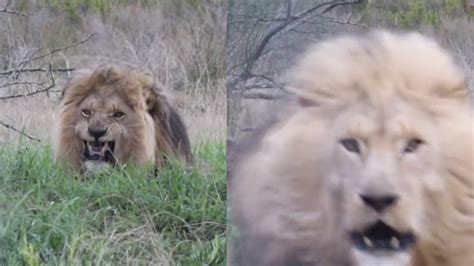 Unreal Moment Captured When Lion Tries To Attack Tourist Youtube