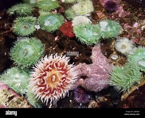Green Sea Anemones In Shallow Water Or Tank Or Tidepool With Starfish