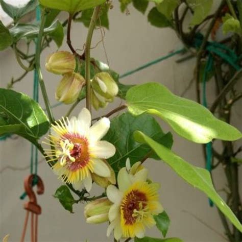 Buy Passiflora Yellow Krishnakamal Plant Online At