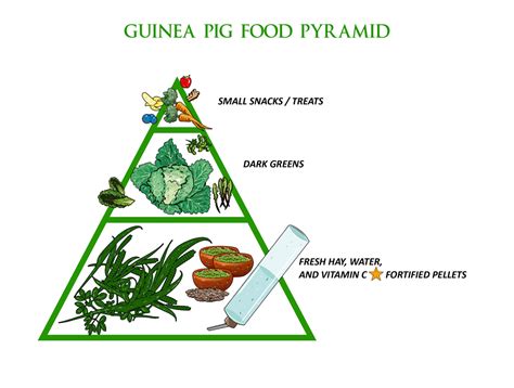 Doctors sometimes recommend a diverticulitis diet as a temporary treatment for patients who have acute diverticulitis, according to the mayo clinic. Guinea Pigs â IVH Husbandry Series Part 3 â Idaho
