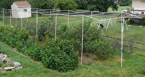Cage made with it yourself outdoor shed. Grow It Eat It: Kent's blueberry cage | Blueberry bushes ...