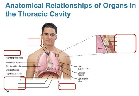 Organs In The Thoracic Cavity Diagram Quizlet