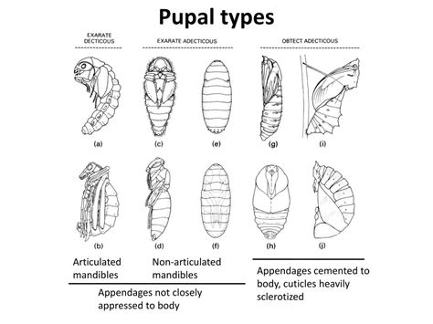 Ppt Insect Development Powerpoint Presentation Free Download Id